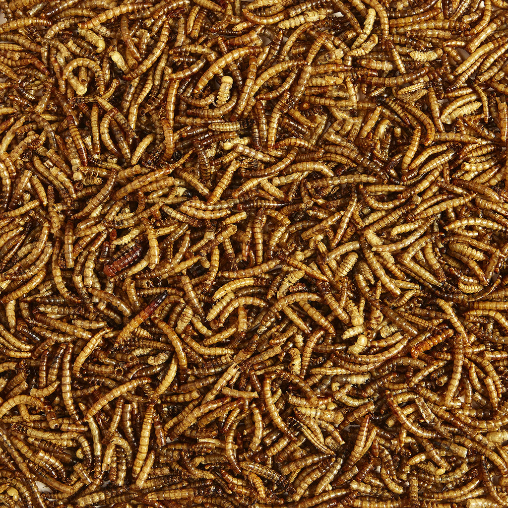 Kaytee Wild Bird Food Mealworms For Bluebirds, Wrens, Robins, Chickadees, Woodpeckers, Cardinals & Chickens, 17.6 Ounce